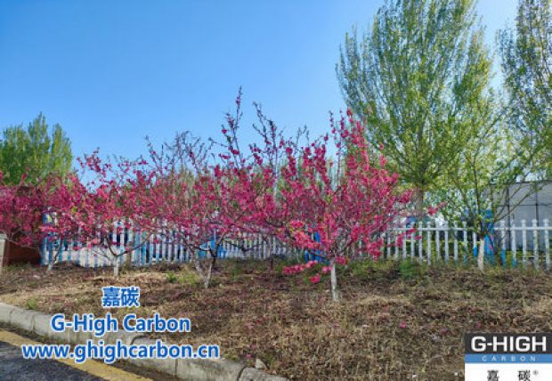 修剪樹(shù)木 美化嘉園