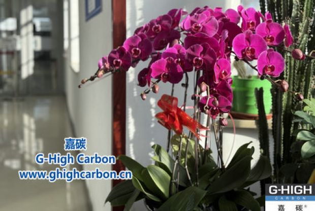 蝴蝶蘭綻活力，政企情暖新春